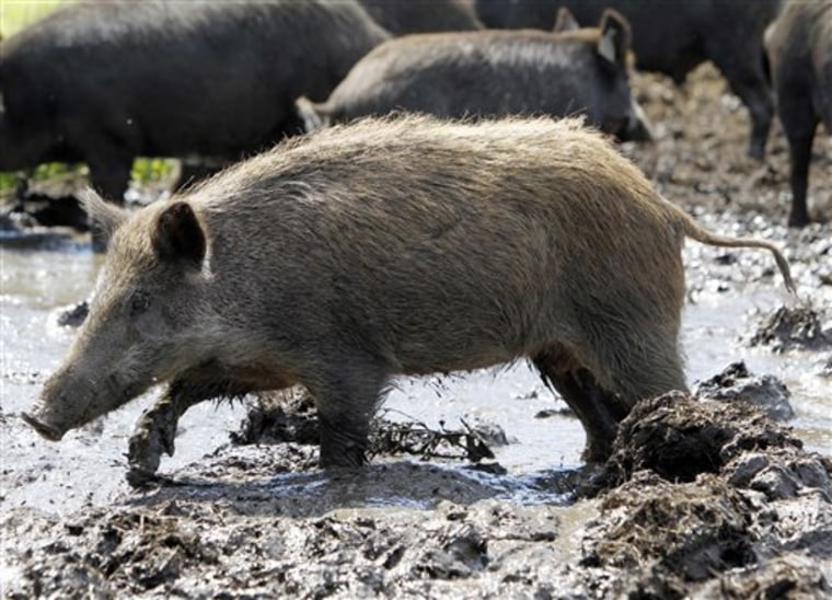 Wildlife officials in New York are devising a strategy to stop wild hogs from proliferating to the point where they’re impossible to eradicate.